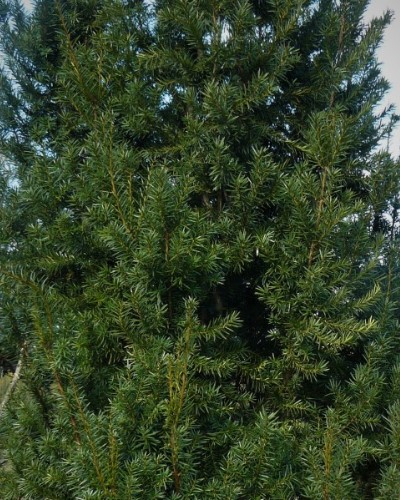 arbusti di alberi ornamentali