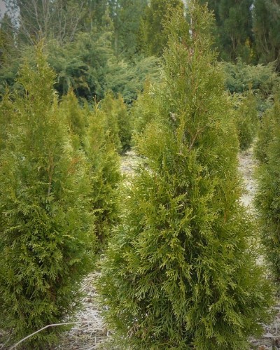 arbusti di alberi ornamentali