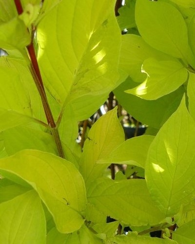 arbusti di alberi ornamentali