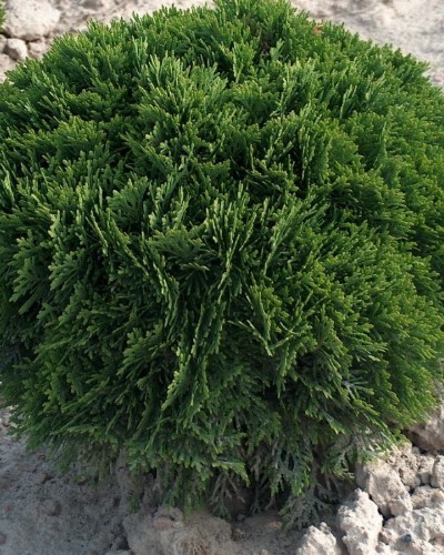 arbusti di alberi ornamentali
