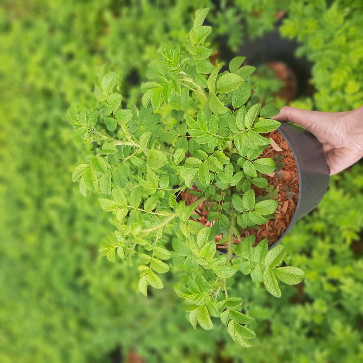 arbusti di alberi ornamentali