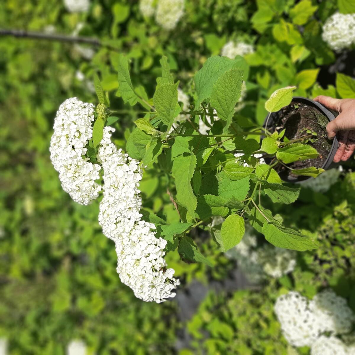 arbusti di alberi ornamentali