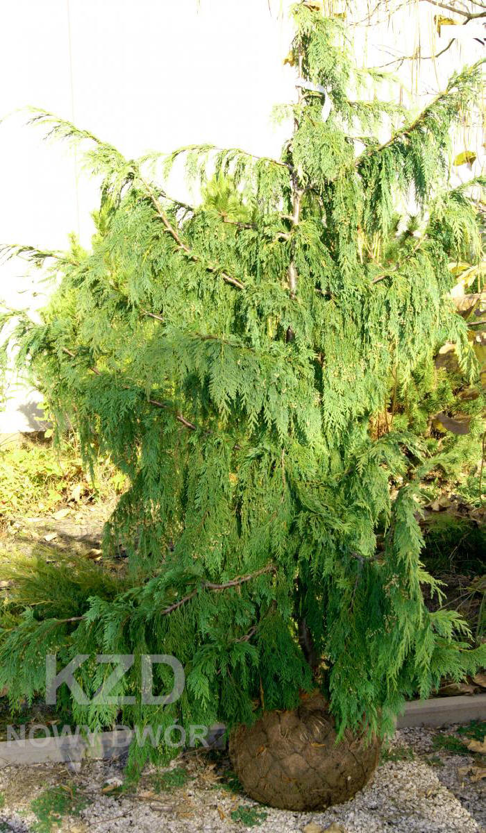 arbusti di alberi ornamentali