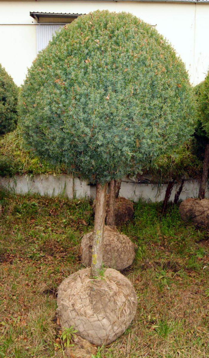 arbusti di alberi ornamentali