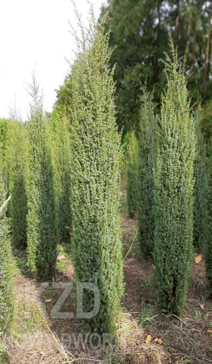 arbusti di alberi ornamentali