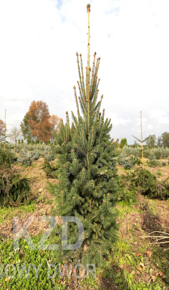 arbusti di alberi ornamentali