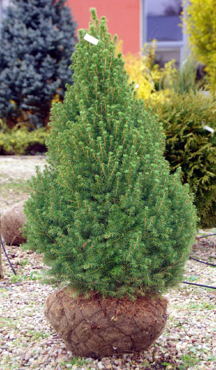 arbusti di alberi ornamentali