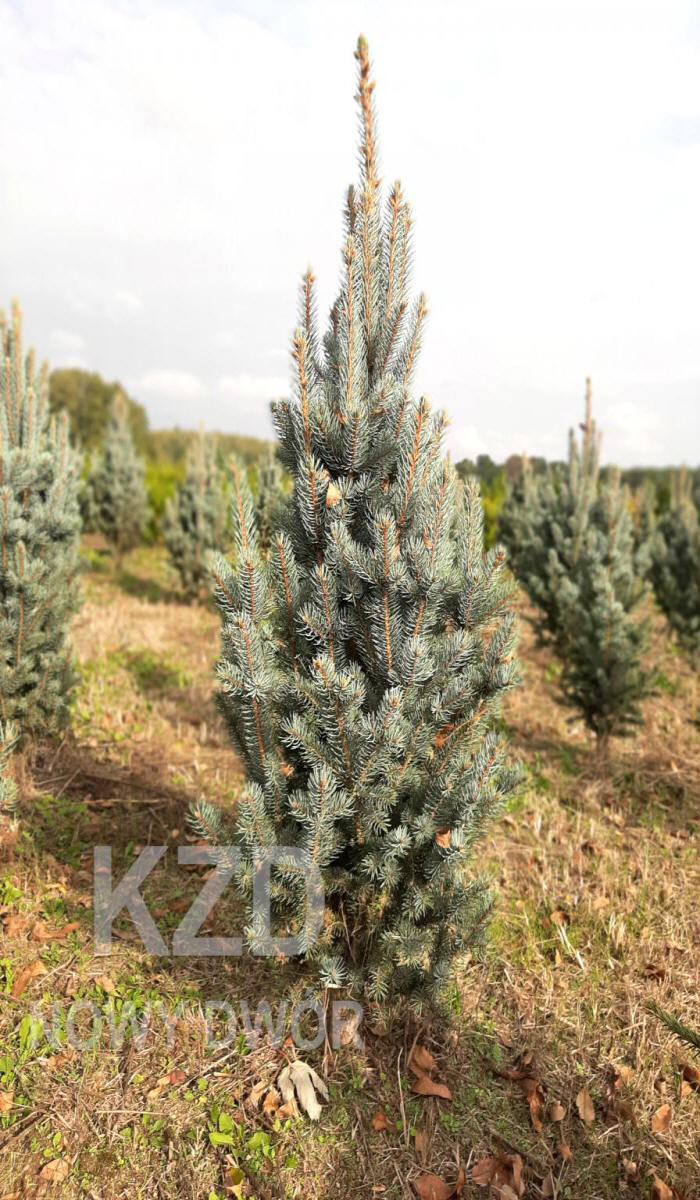 arbusti di alberi ornamentali