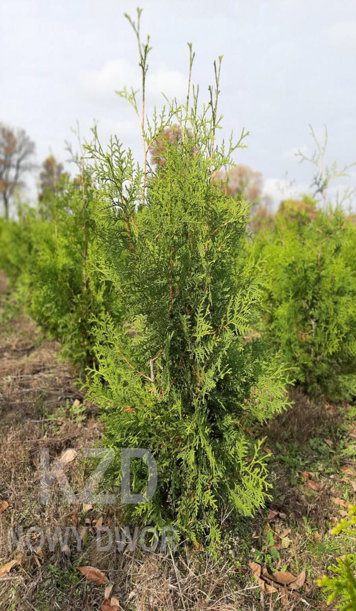 arbusti di alberi ornamentali