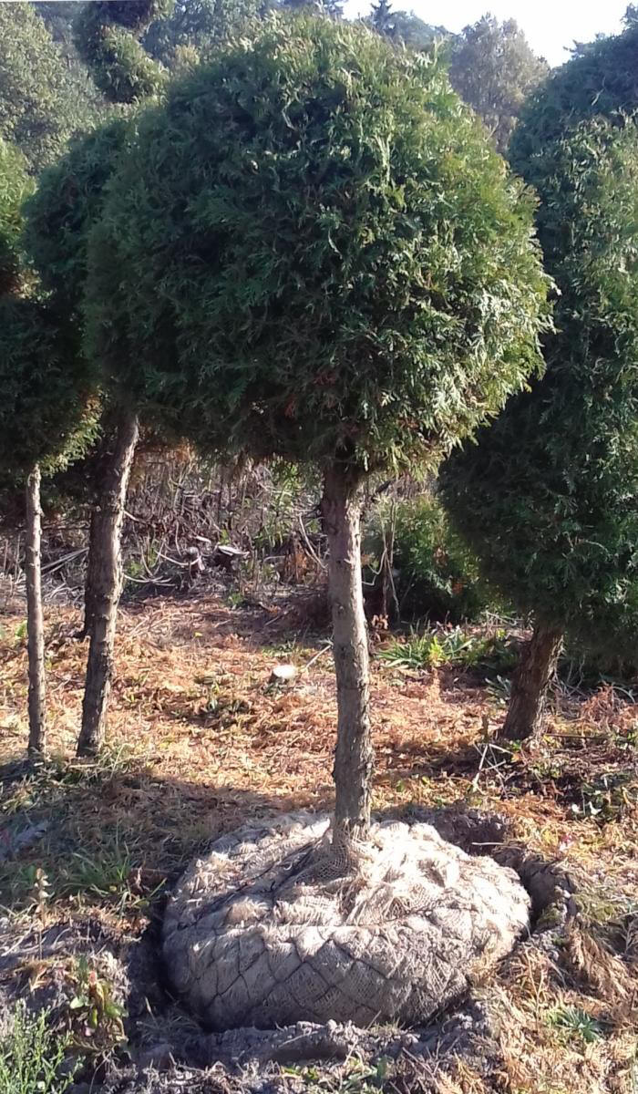 arbusti di alberi ornamentali