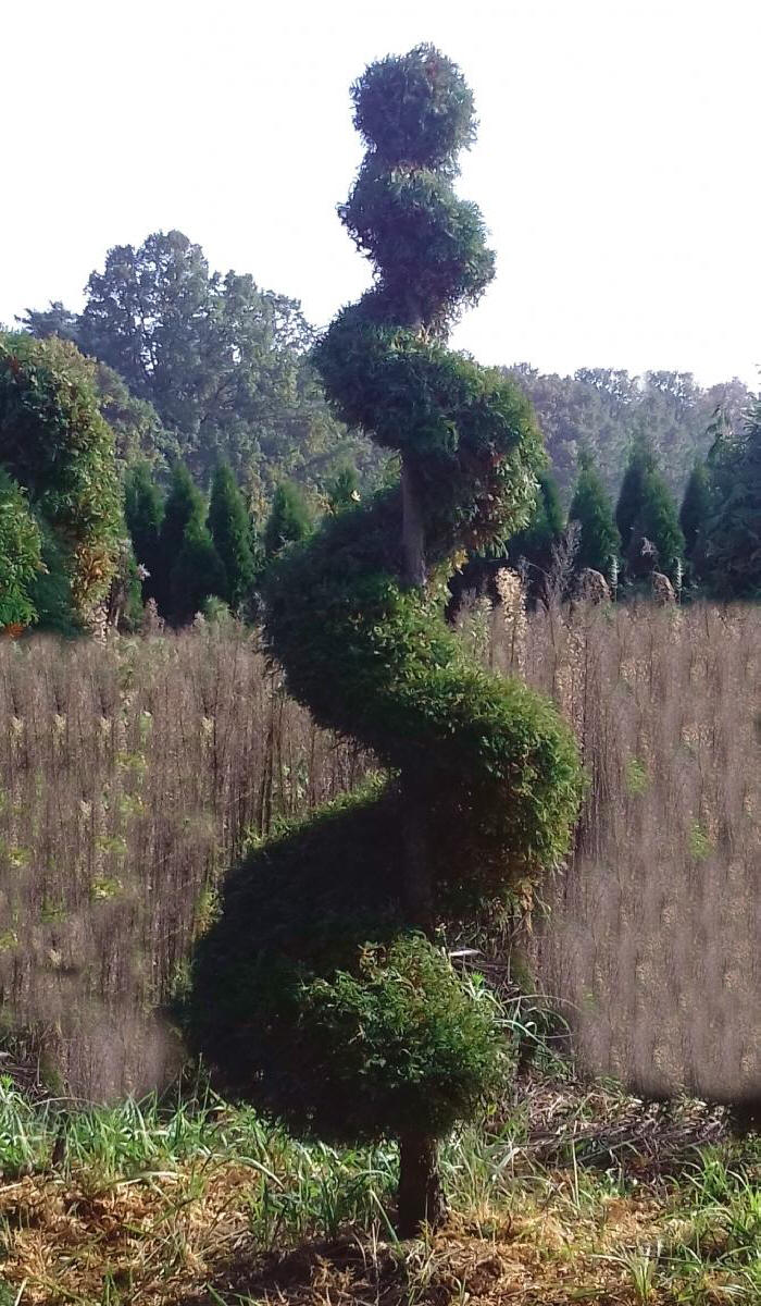 arbusti di alberi ornamentali
