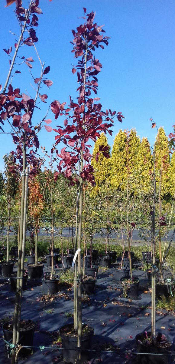 arbusti di alberi ornamentali