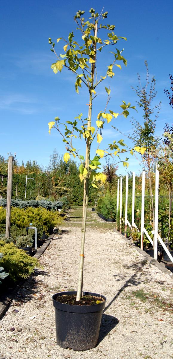 arbusti di alberi ornamentali