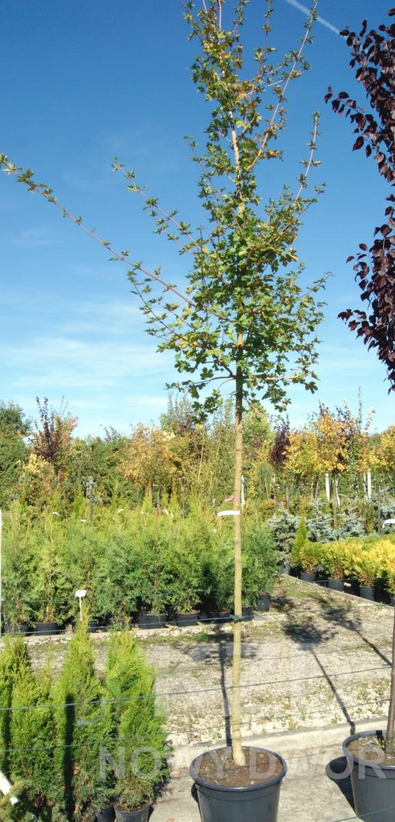 arbusti di alberi ornamentali