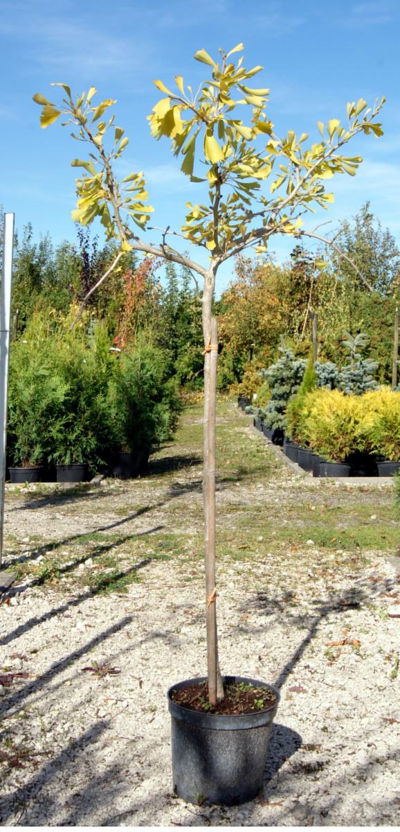 arbusti di alberi ornamentali