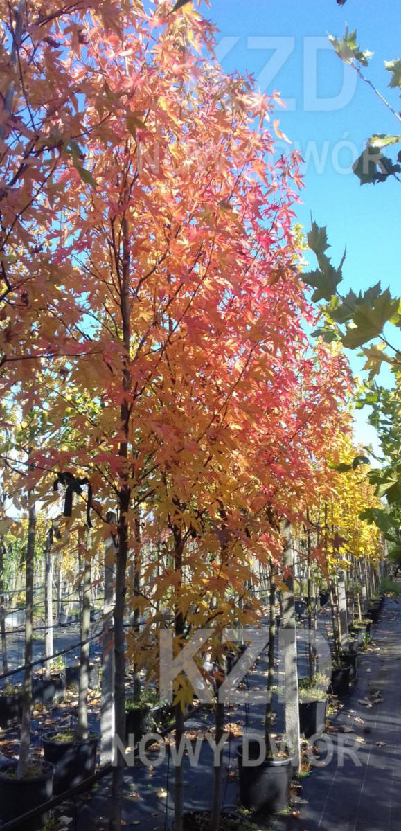 arbusti di alberi ornamentali