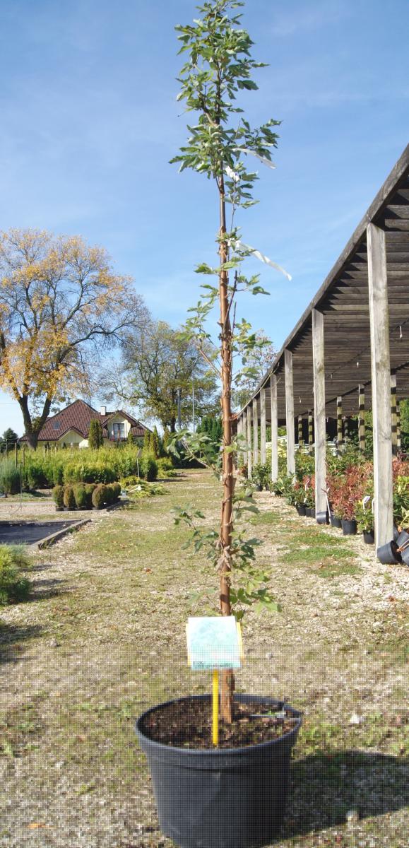 arbusti di alberi ornamentali