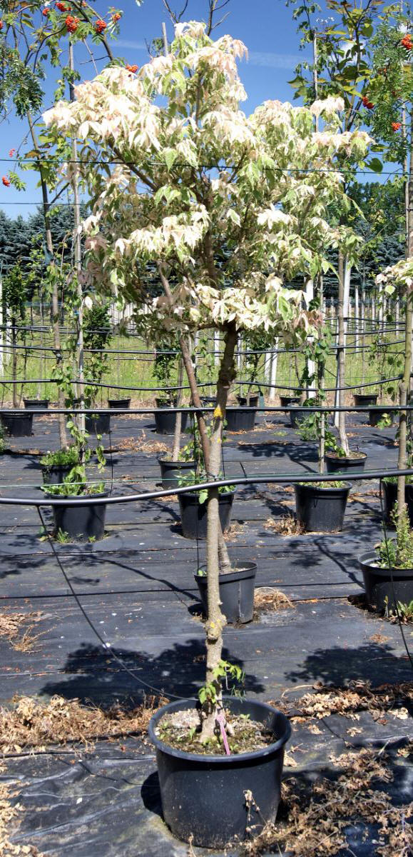 arbusti di alberi ornamentali