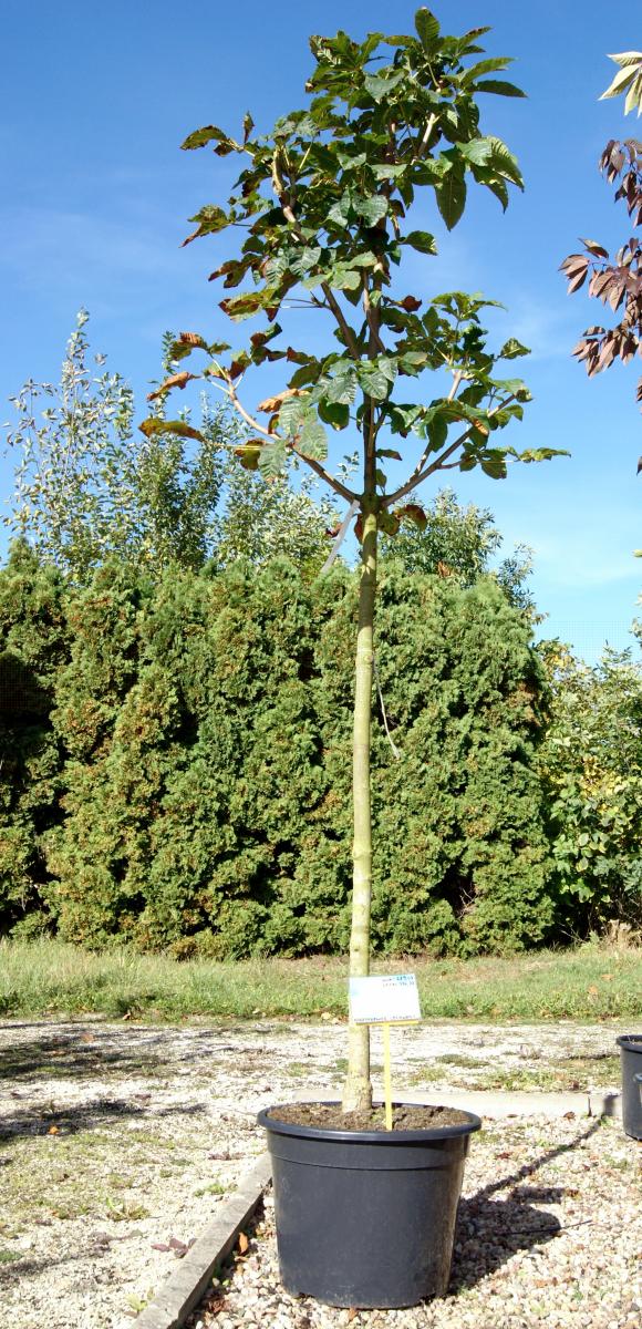 arbusti di alberi ornamentali