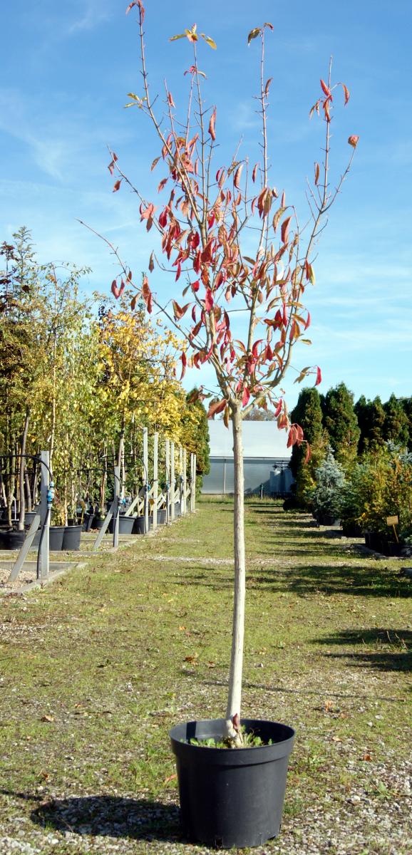 arbusti di alberi ornamentali